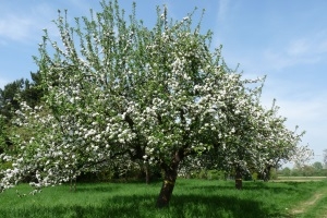 Die Lohrberg-Tour querfeldein - Ein Spaziergang mit hessischer Stulle & Schoppen