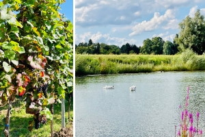 Fechenheim für Insider – Der weinselige Erlebnis-Spaziergang im Fechenheimer Mainbogen mit Christian Setzepfandt