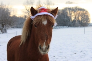 ADVENTSwanderung mit Islandpony Fenja – Unerschrocken, mutig & trittsicher