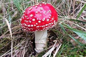 Pilzlehrwanderungen im Herbst - Im Frankfurter Stadtwald, Vordertaunus, Rodgauer Wald & Rodenbacher Forst